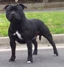 staffordshire terrier puppy for sale