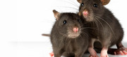 Pest Control In Point Cook | Rodent Infestation