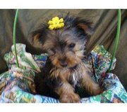 Yorkie Puppies FOr Free