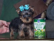    Adorable Male And Female Yorkie Puppies Ready For A New Home