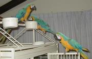 Macaw+parrots+for+adoption