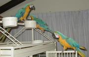 blue and Gold macaw  parrots for free adoption